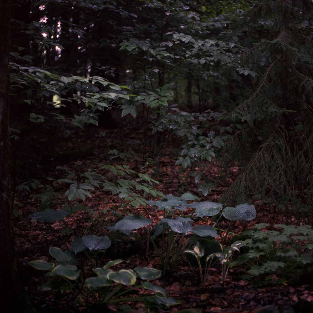 Cinestill 800T :: Color - Image 8