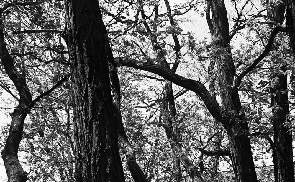 Eastman Kodak Tri-X 400 - B&W - Image 4