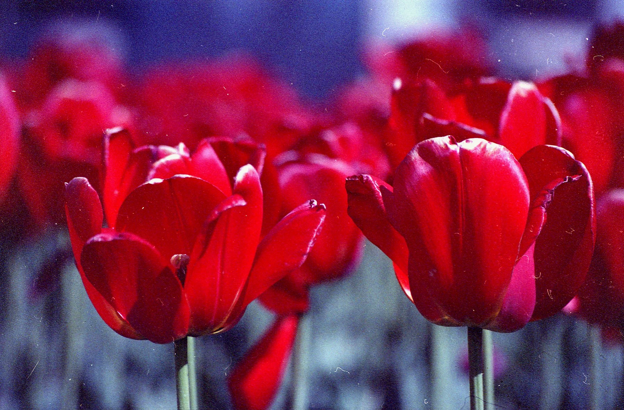 Random Expired Film - Image 4