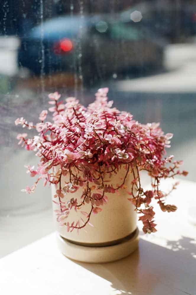 Eastman Kodak Kodacolor 100 | Color - Image 5
