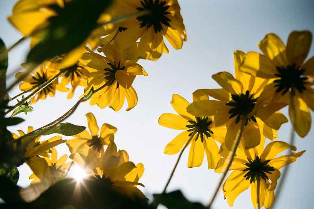 Eastman Kodak Kodacolor 100 | Color - Image 6