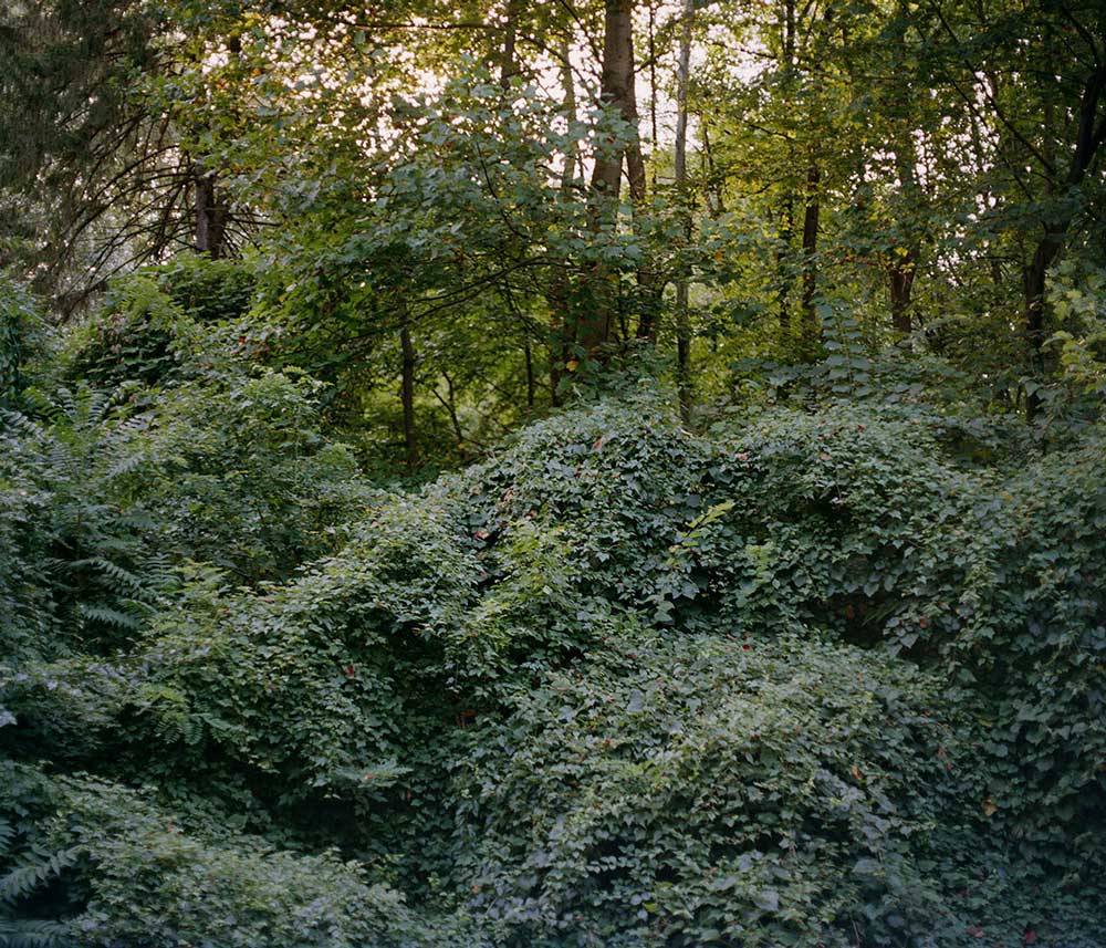 Kodak Portra 160 - Color - Image 4