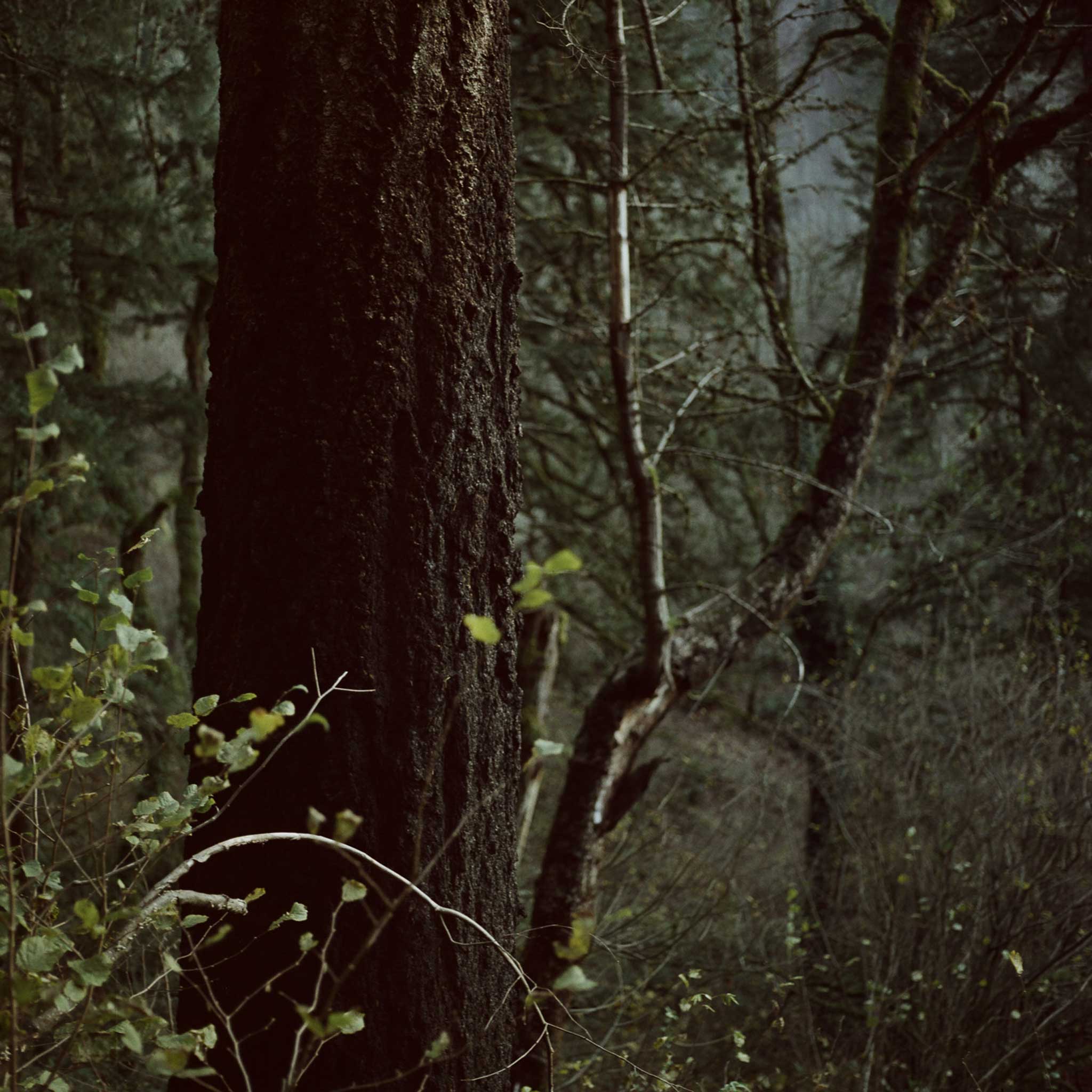 LomoChrome Metropolis | Color - Image 6