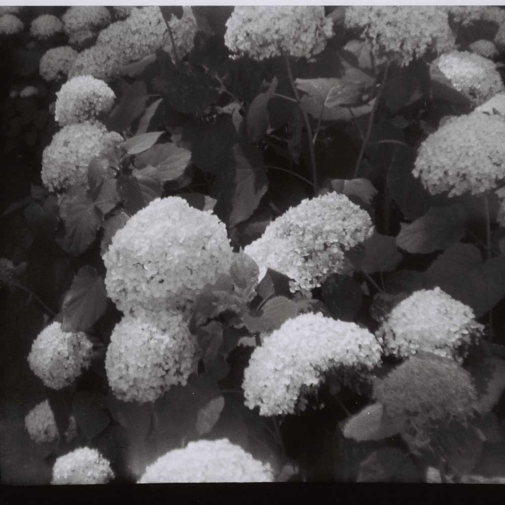 Lomography Orca | B&W - Image 5