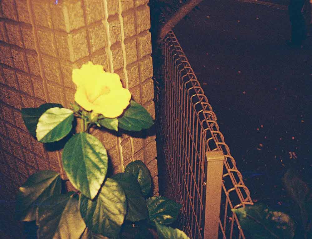 Lomography Lobster | Color - Image 2