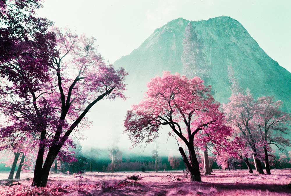 LomoChrome Purple | Color 110 - Image 4