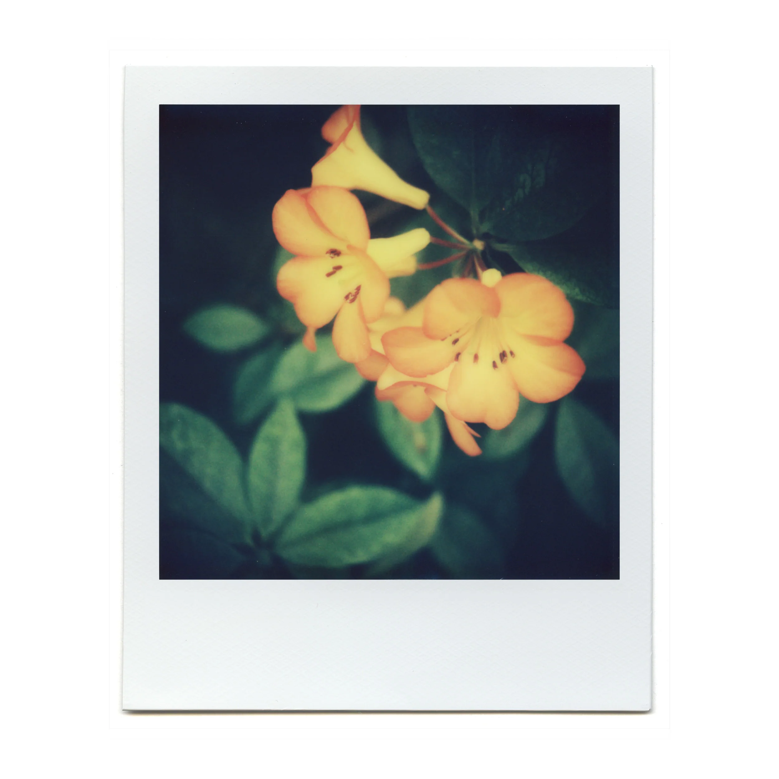 Macro Lens Set - Image 17