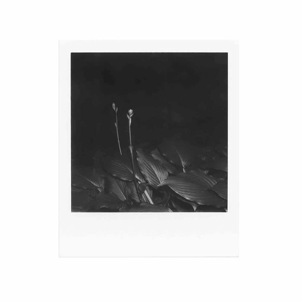 Polaroid 600 - B&W Film - Image 7