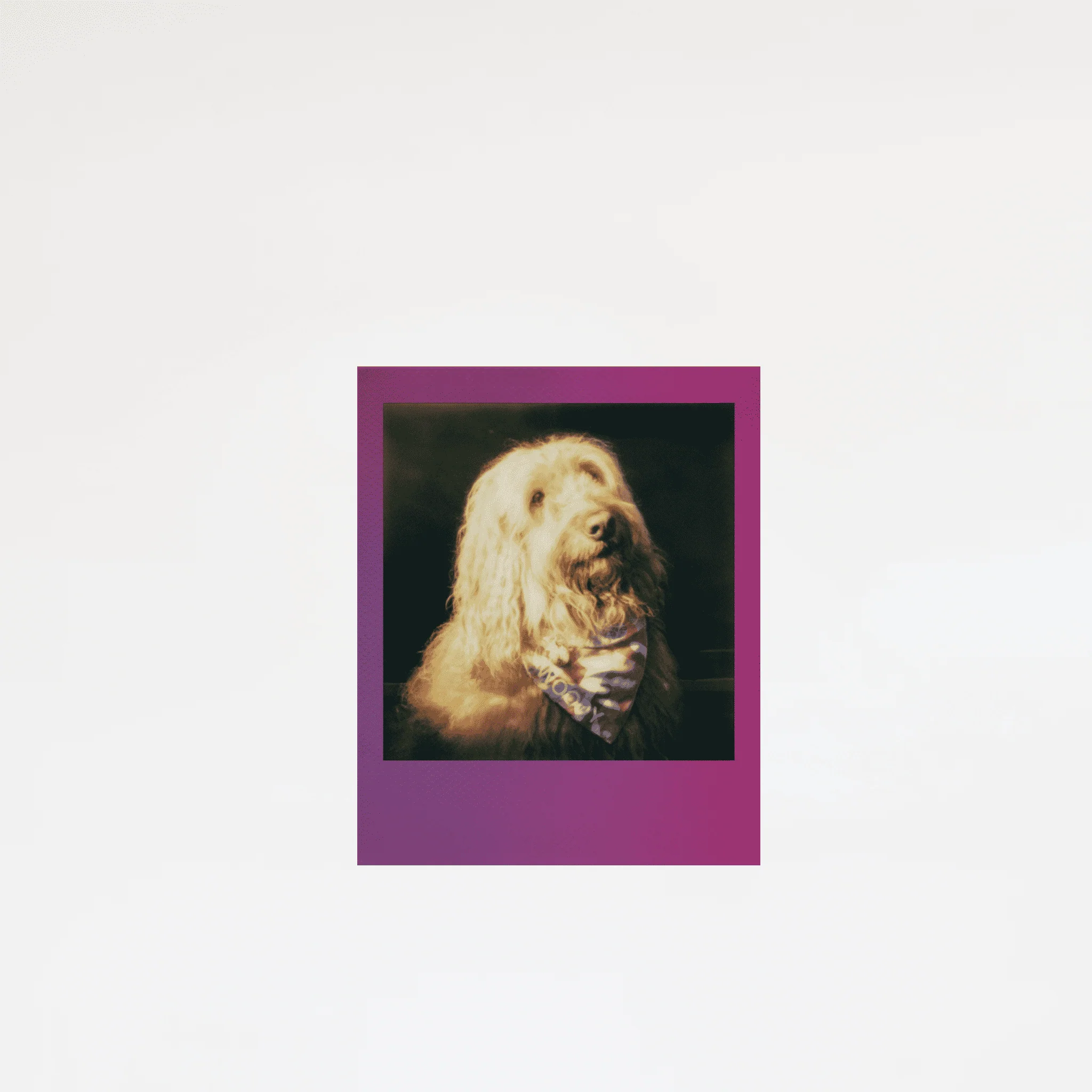 Polaroid GO | Color Film | Gradient Frames - Image 4