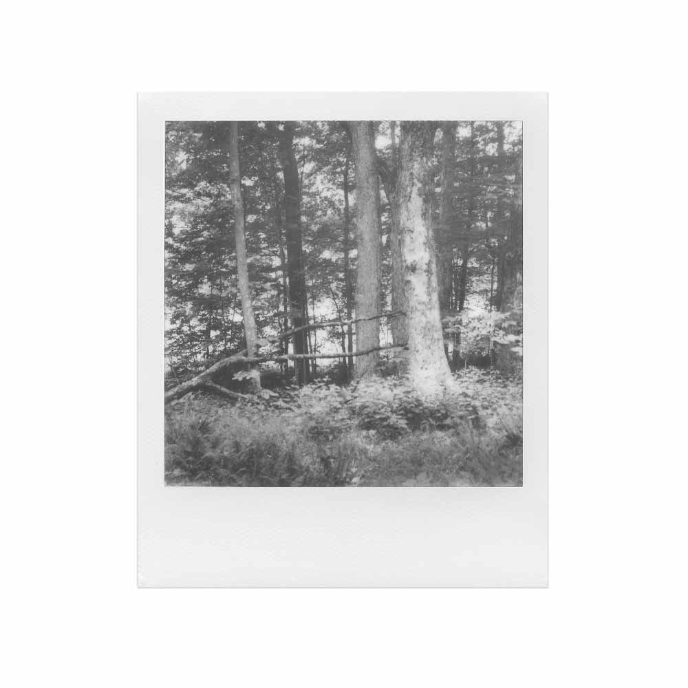 Polaroid | Black & White SX-70 Film - Image 2