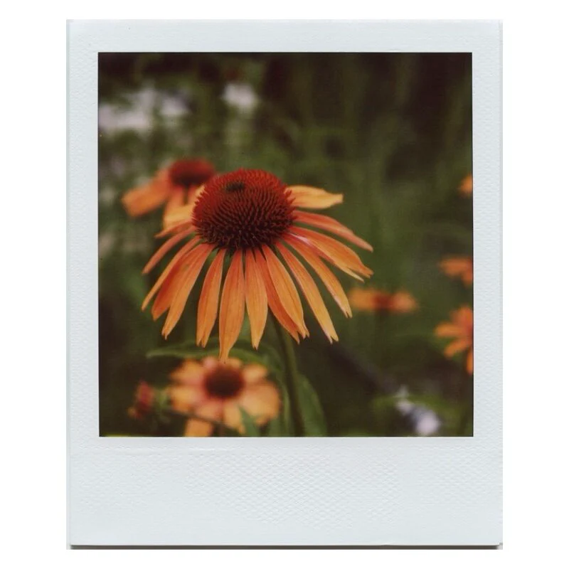 SX-70 Close-Up Lens :: Vintage Polaroid - Image 7