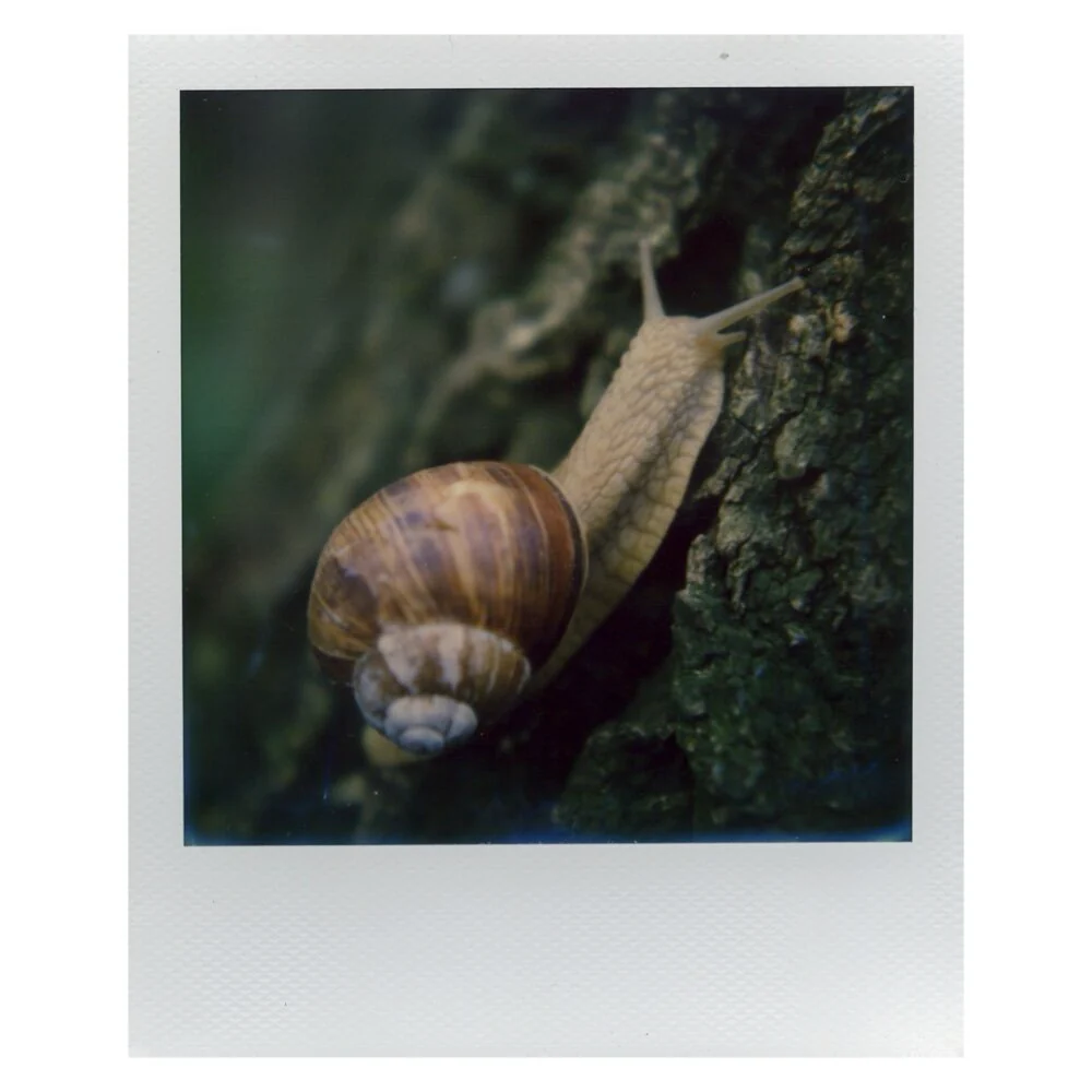 SX-70 Close-Up Lens :: Vintage Polaroid - Image 8